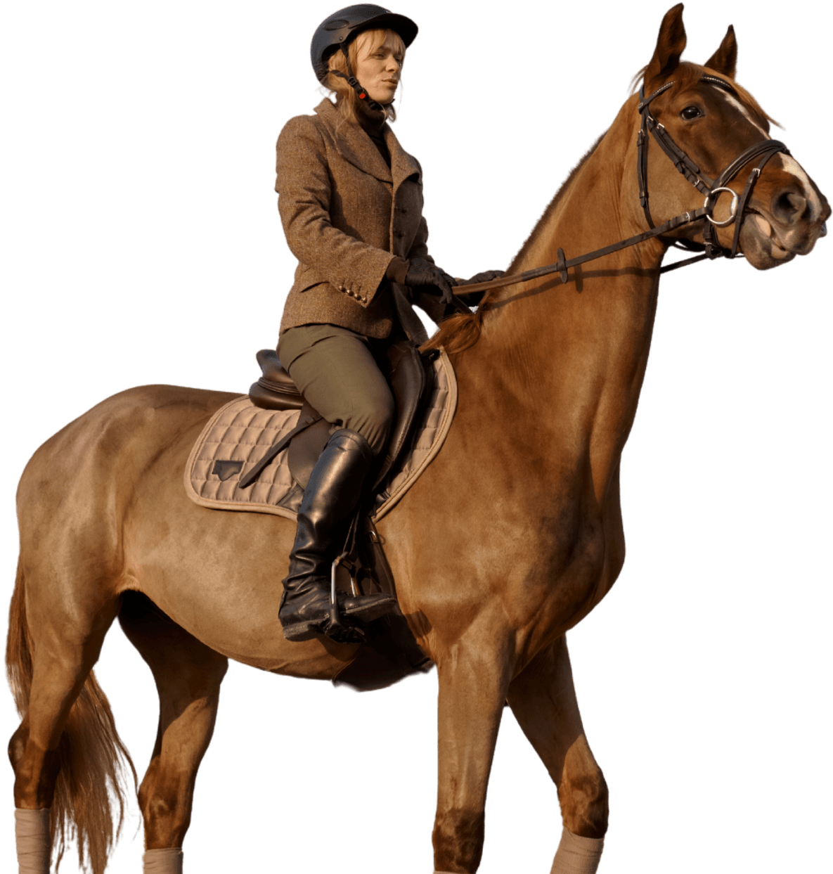 Horse image
